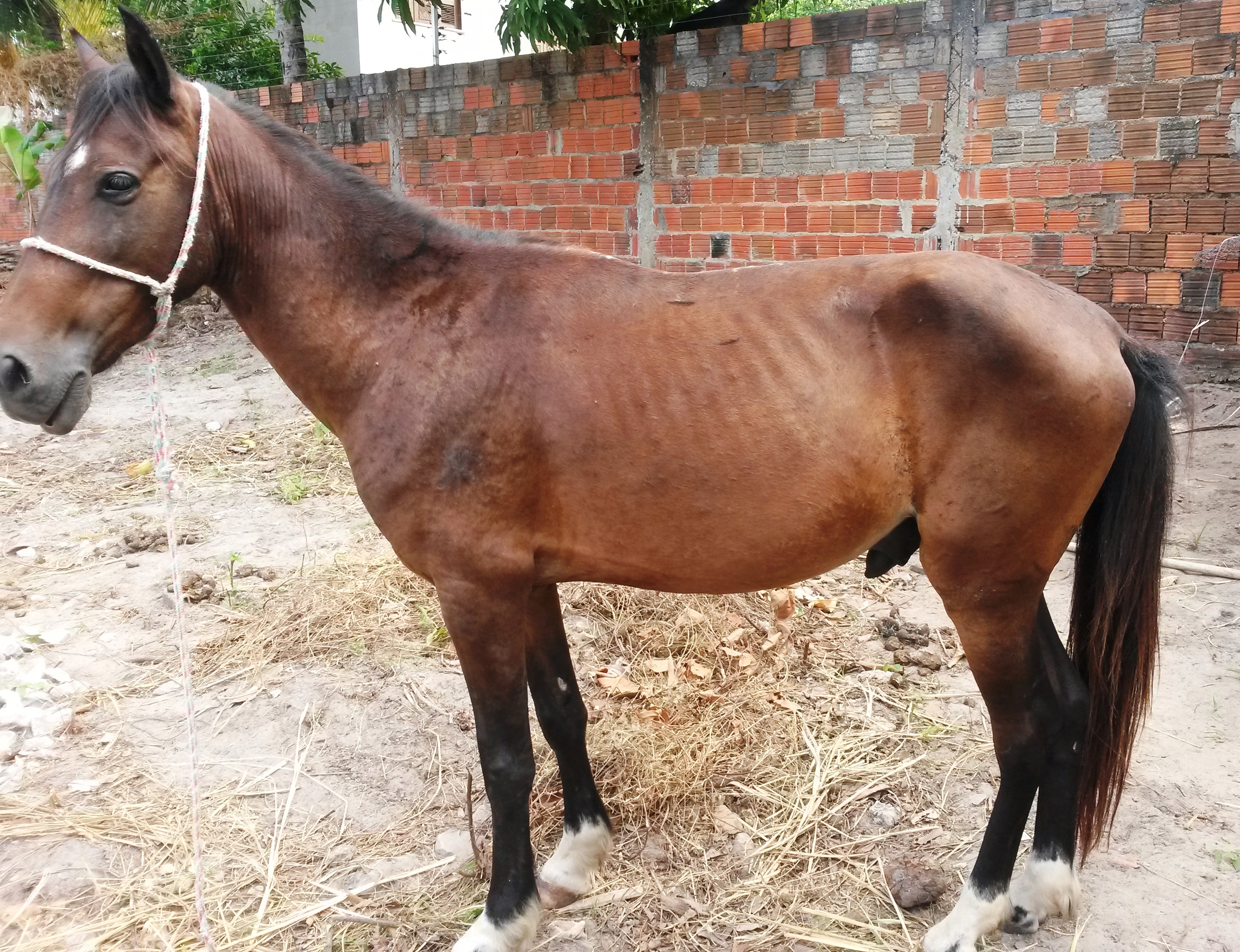 CAVALO CRIOULO 2