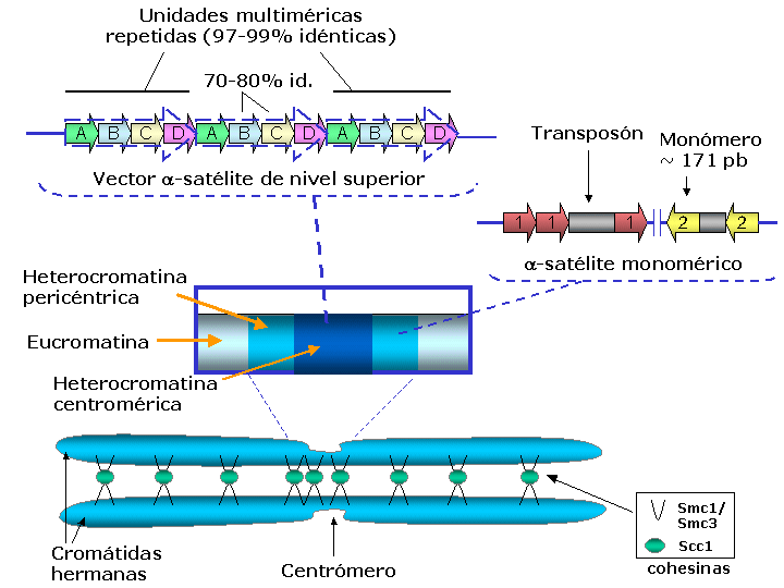 File:Centromere humans.png