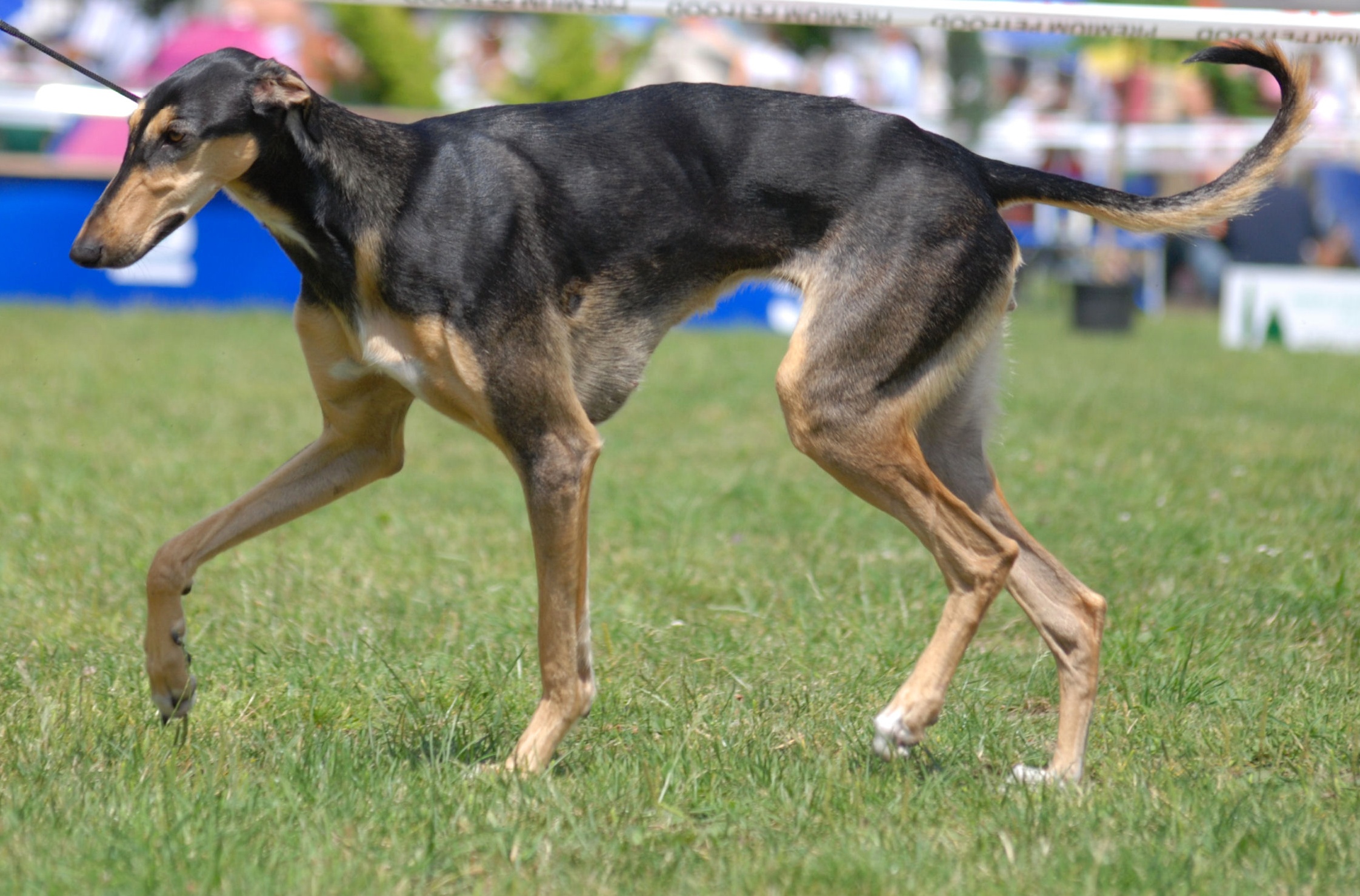 Polish Greyhound Wikipedia