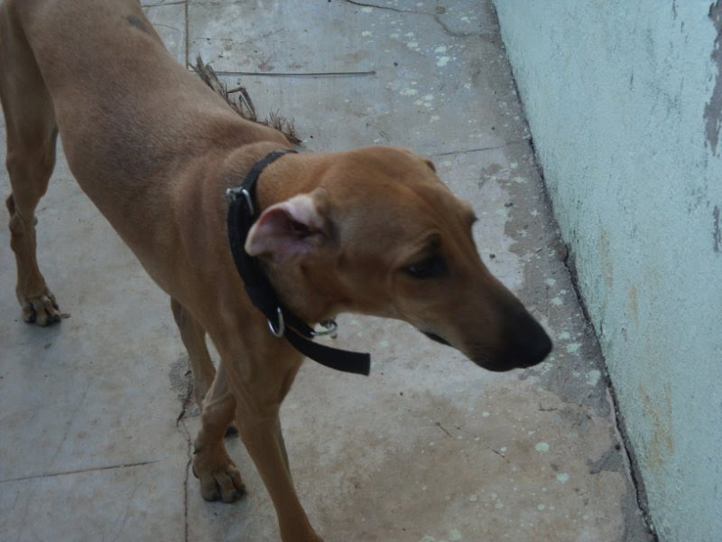 File:Chippiparai puppy.jpg