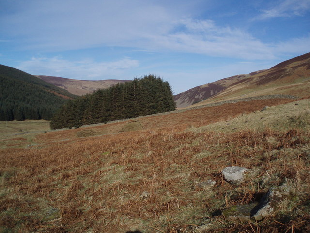 File:Conifer Plantation - geograph.org.uk - 342750.jpg