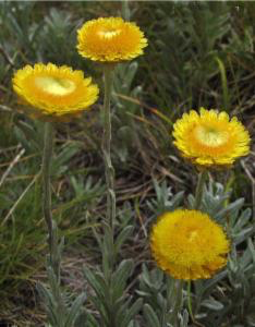 <i>Coronidium monticola</i> Species of flowering plant