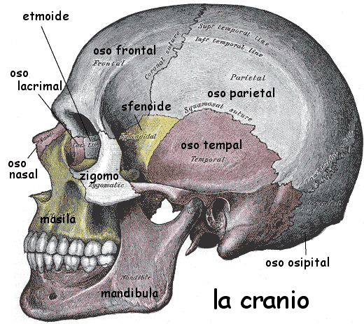 Cranio.gif