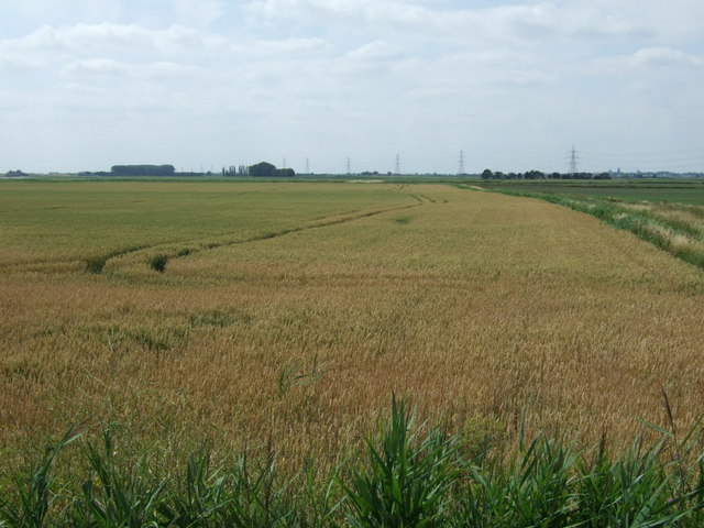 File:Crop field off Mildenhall Road (A1101) - geograph.org.uk - 4573916.jpg