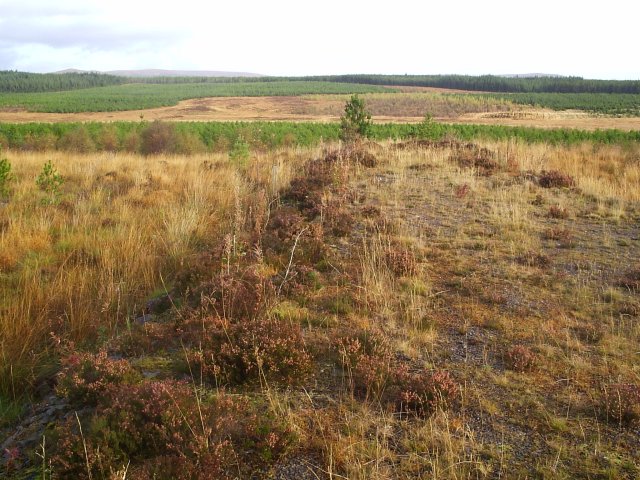 File:Dalchork Wood - geograph.org.uk - 70329.jpg