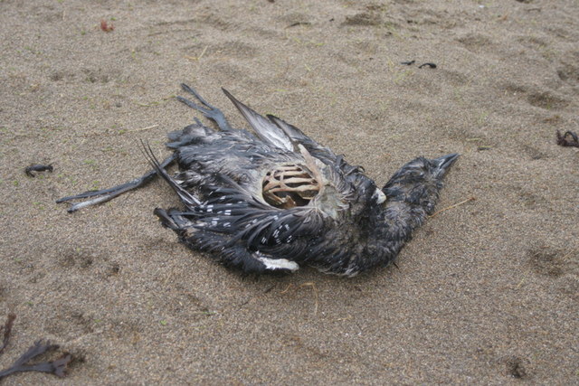 File:Dead Great Northern Diver (Gavia immer), Skaw - geograph.org.uk - 1608466.jpg