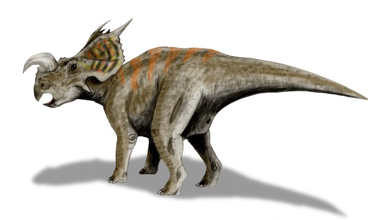 File:Einiosaurus BW.jpg