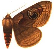 <i>Hypopyra malgassica</i> Species of moth
