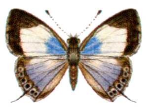 <i>Jameela palmyra</i> Species of butterfly