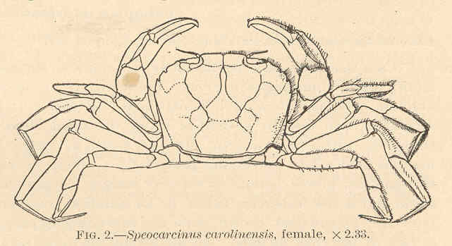 File:FMIB 38176 Speocarcinus carolinensis Stimpson.jpeg