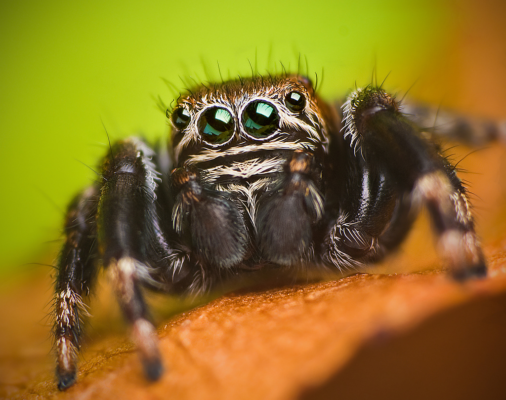 Jumping spider - Wikipedia