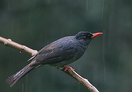 File:Flickr - Rainbirder - Square-tailed Black Bulbul ( Hypsipetes ganeesa humii) in the rain, cropped.jpg