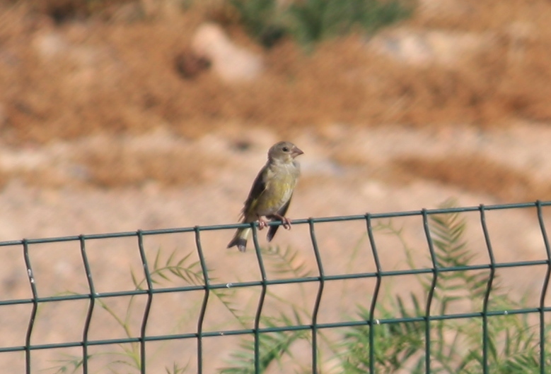 File:Greenfinch, Isla Plana - Spain August 31 2013. (10348639786).jpg