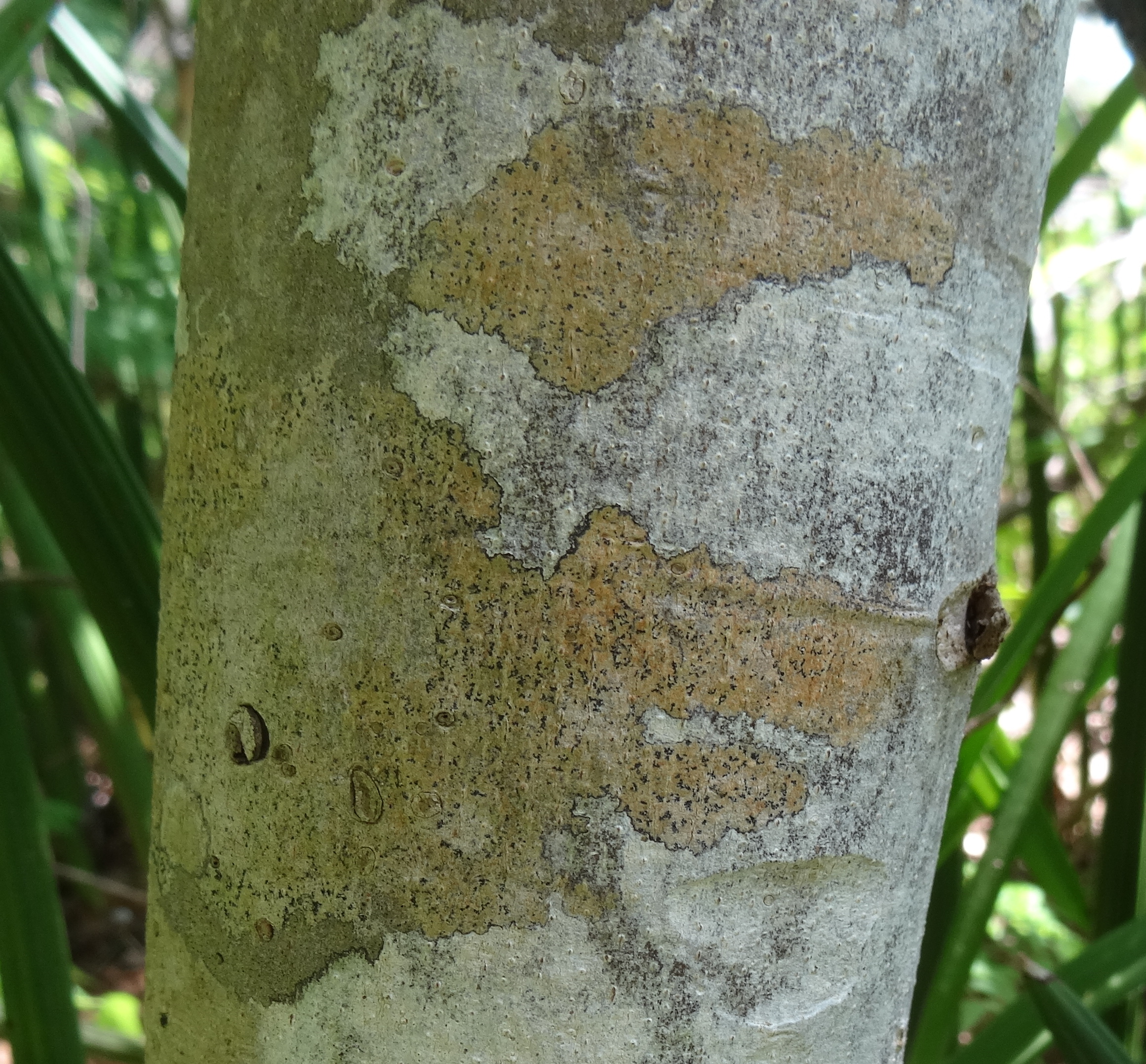 Helmiopsiella sp. Pemba - bark (12854265794).jpg