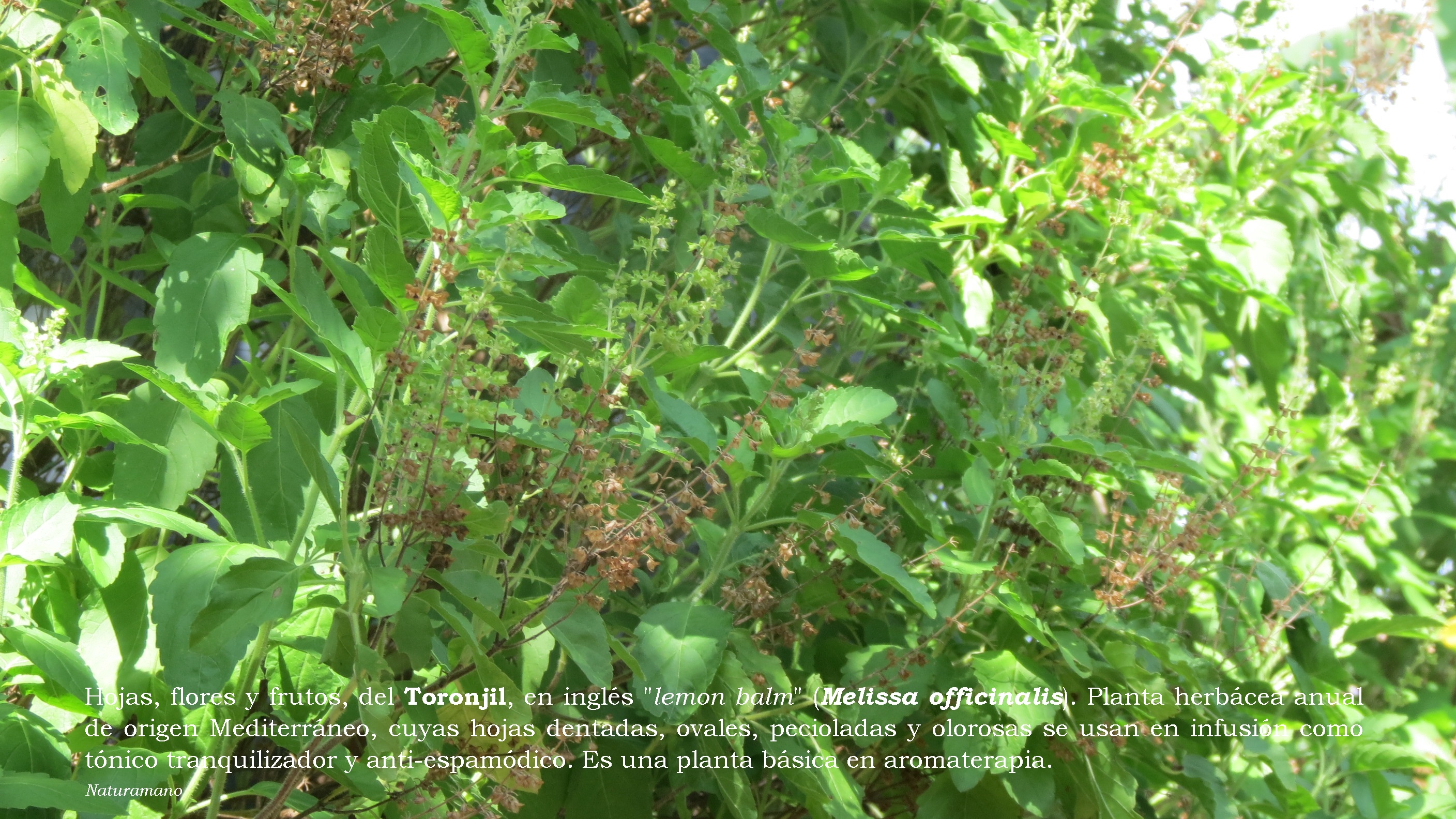 File:Hojas, flores y frutos, del Toronjil, en inglés -lemon balm- (Melissa  officinalis).jpg - Wikimedia Commons