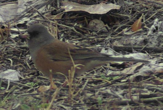 File:Junco hyemalis mearnsi1.jpg