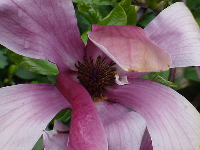 File:Magnolia liliiflora1.jpg