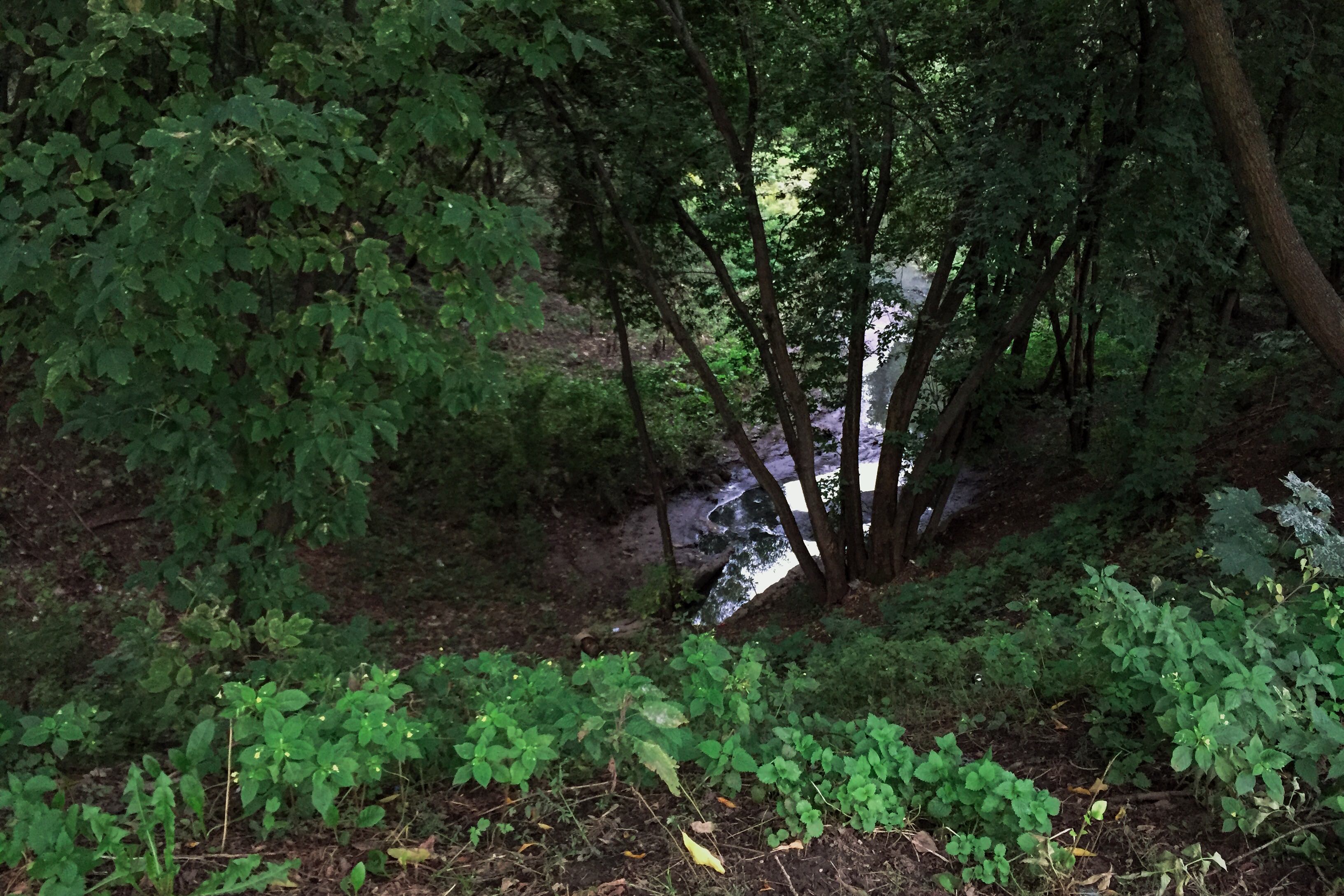 Экологическая тропа река Чермянка