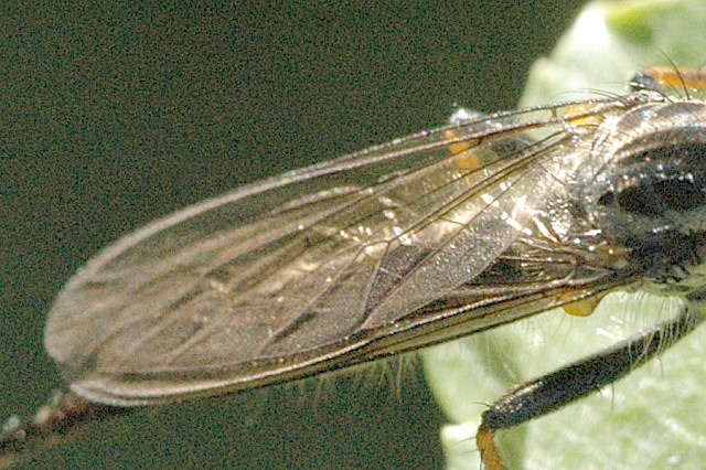 File:Neoitamus.socius.wing.detail.jpg