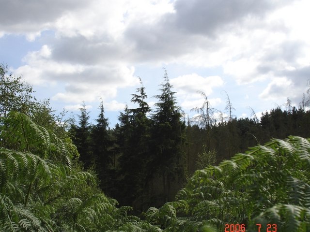 Norley - Delamere Forest - geograph.org.uk - 207806