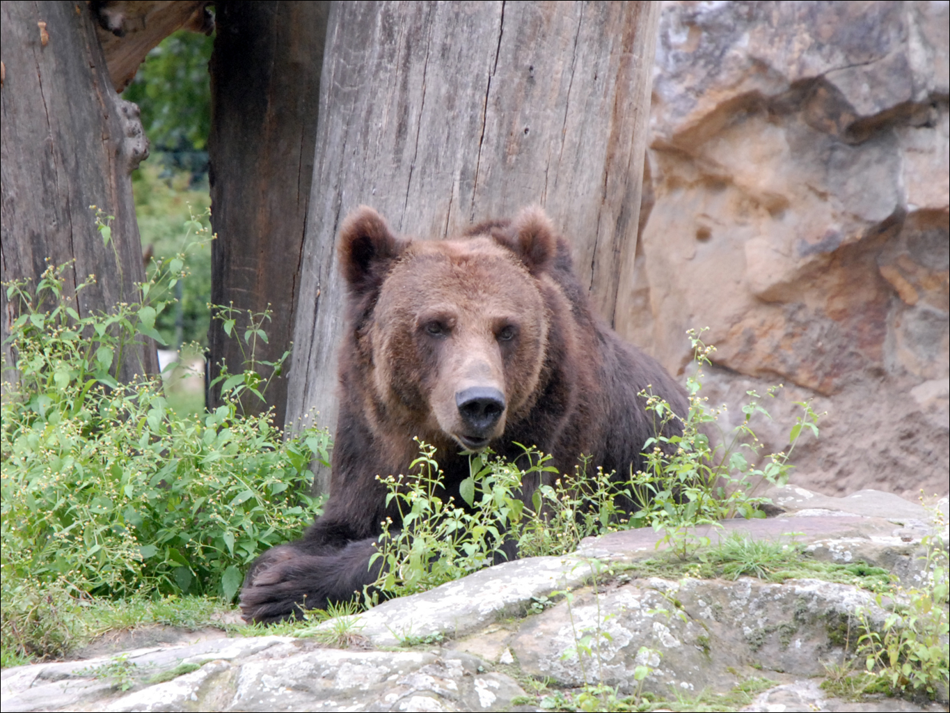 Ours brun — Wikipédia