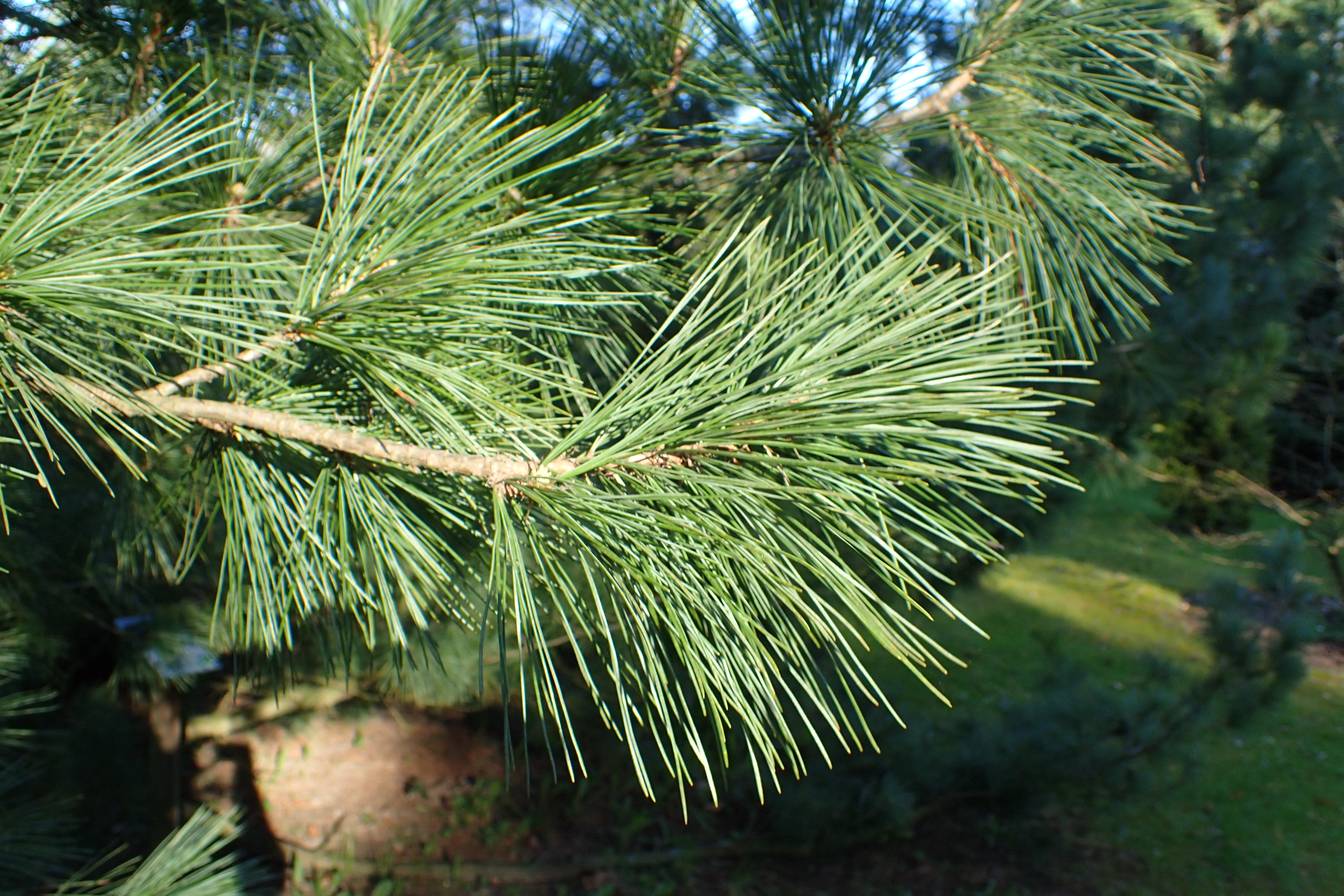 Pinus peuce