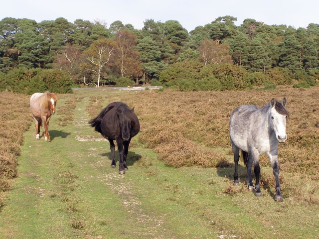 File:Ponies on Homy Ridge, New Forest - geograph.org.uk - 274827.jpg