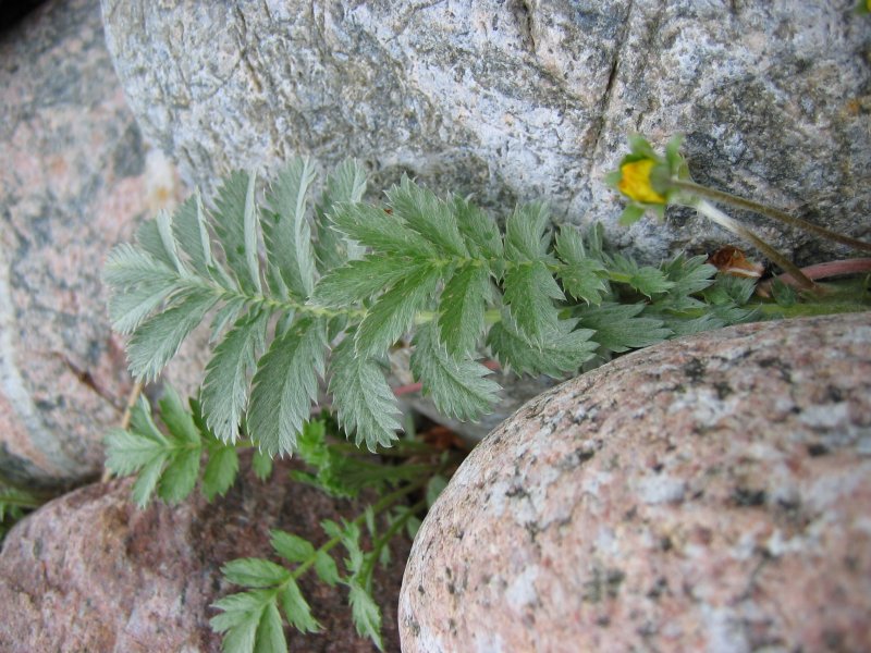 File:Potentilla anserina blatt.jpeg