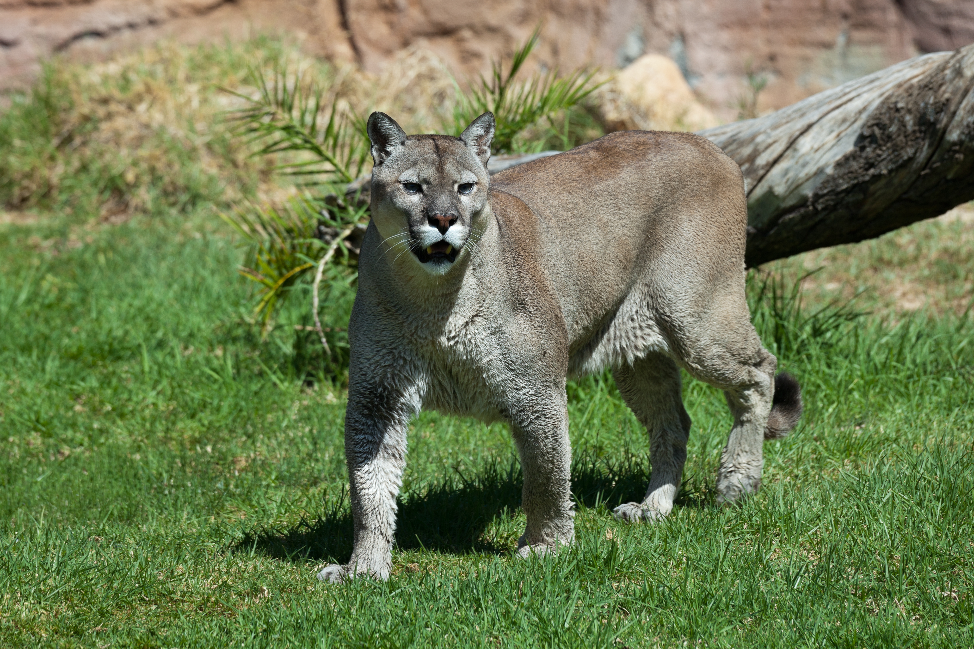 puma concolor brasil