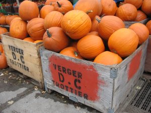 File:Pumpkins, Montréal.jpg