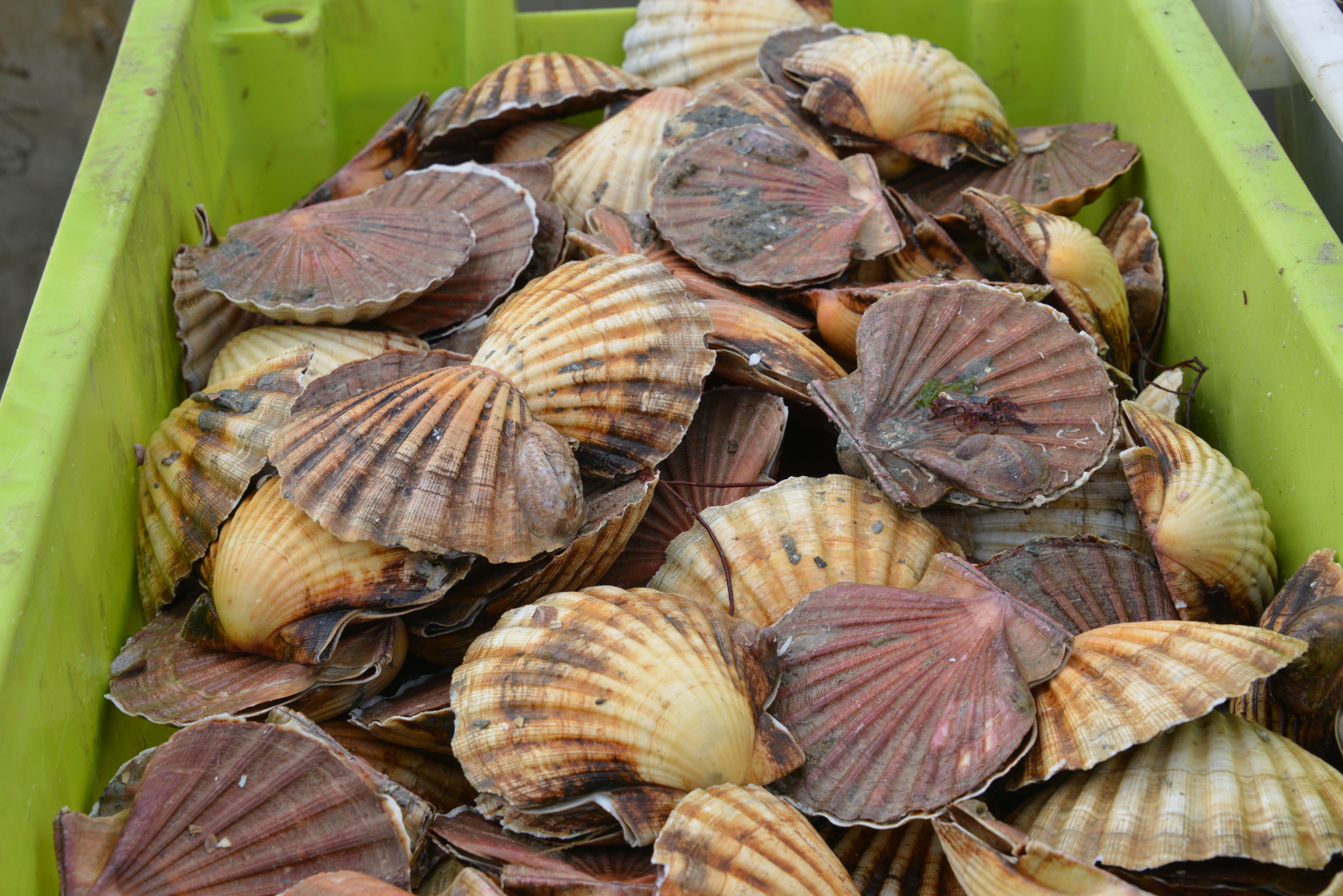 Shell fishing. Фестиваль морских гребешков в Бретани fete de la Coquille Saint-Jacques.