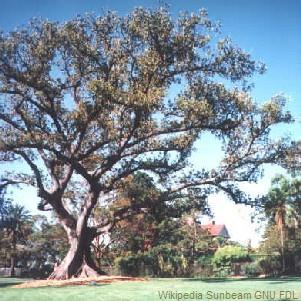 File:Royalbotanicgarden1.jpg