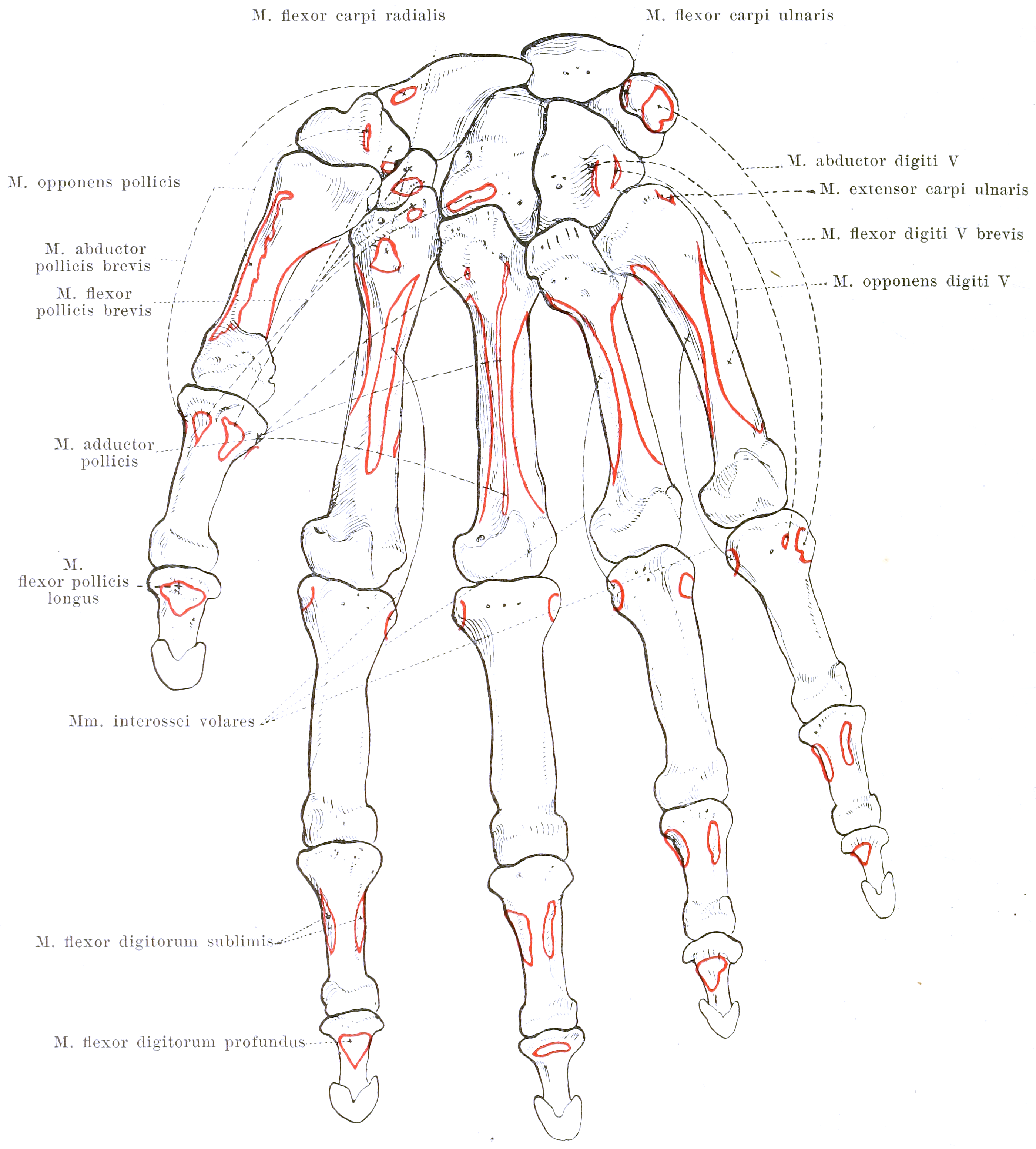 File:Spalteholz's Hand-Atlas of Human Anatomy (1906) - - Fig 150.png Wikimedia