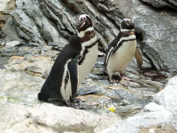 File:Spheniscus magellanicus Lisbon aquarium.jpg