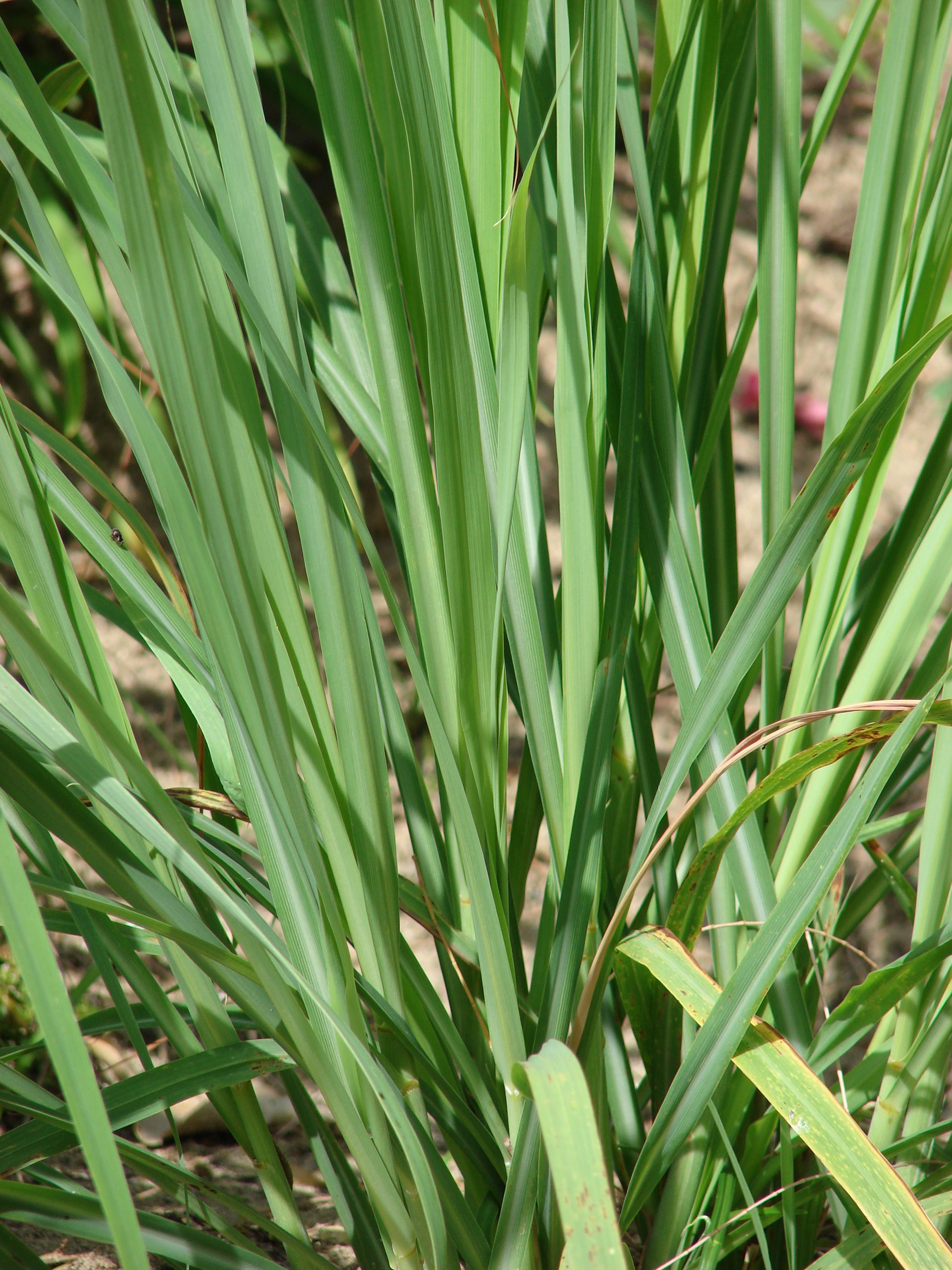 Цимбопогон. Cymbopogon citratus. Цимбопогон Лемонграсс. Лемонграсс трава. Лемонграсс цветет.