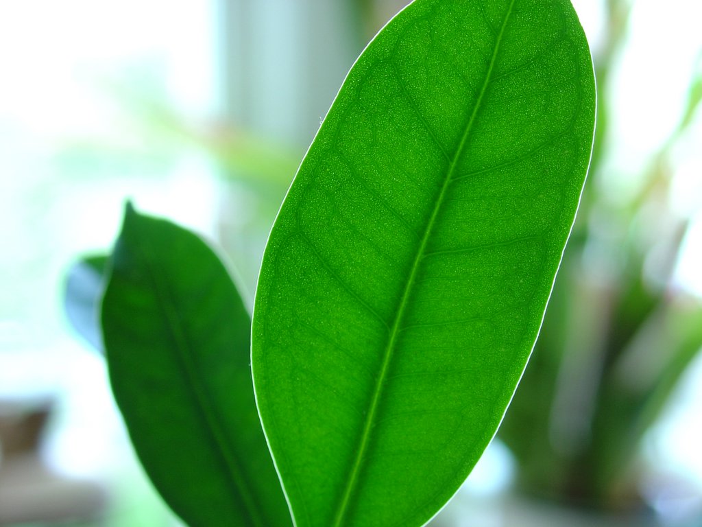 Big leaf little leaf Stock Photo