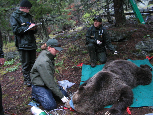 File:Tranquilized grizzly being measured and monitored (Northern Divide Grizzly Bear Project) (4427396831).jpg