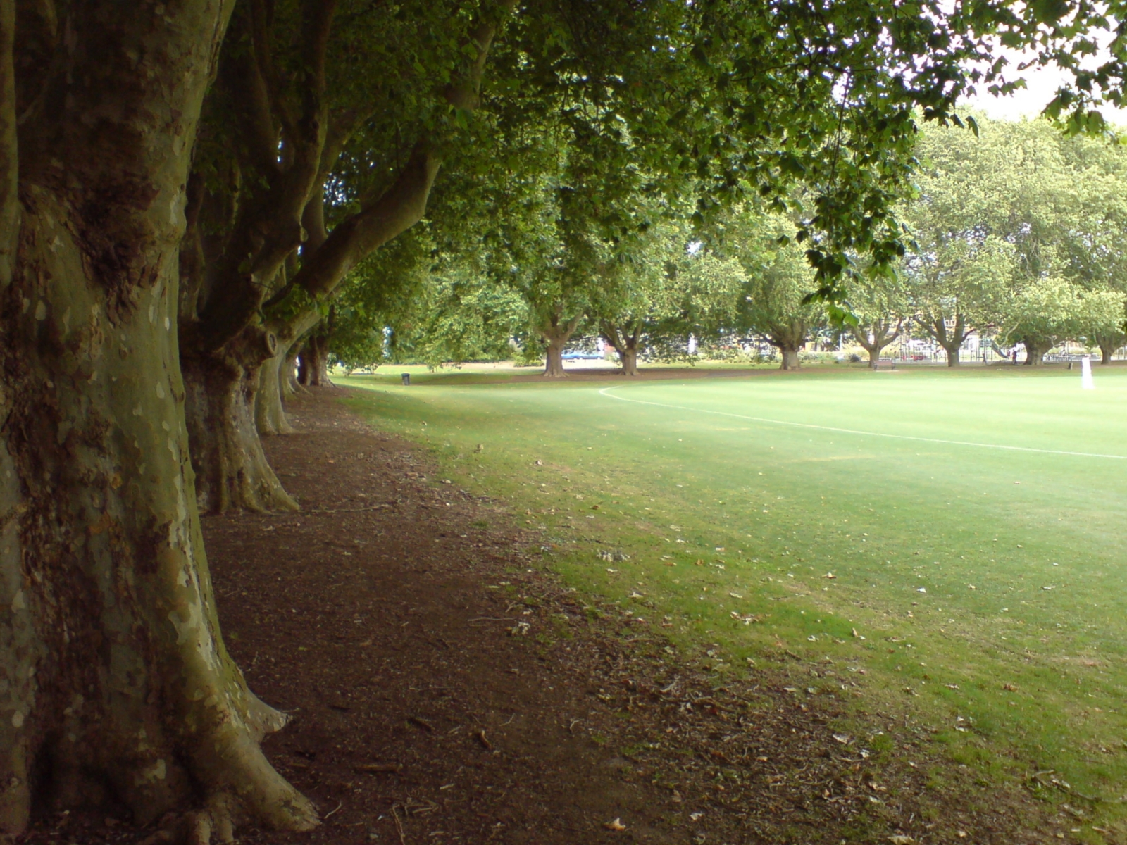 Что можно увидеть в парке. Парк вее. Парк в Видном. Orma Victoria дерево. East end Victoria Park.