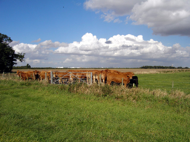 File:Waiting for Milking Time - geograph.org.uk - 57593.jpg