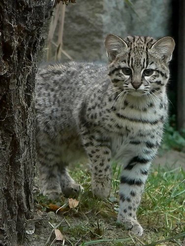 File:Кошка Жоффруа (Leopardus geoffroyi), Geoffroy's Cat, Kleinfleckkatze, Ostrava zoo, 13.11.2011.jpg