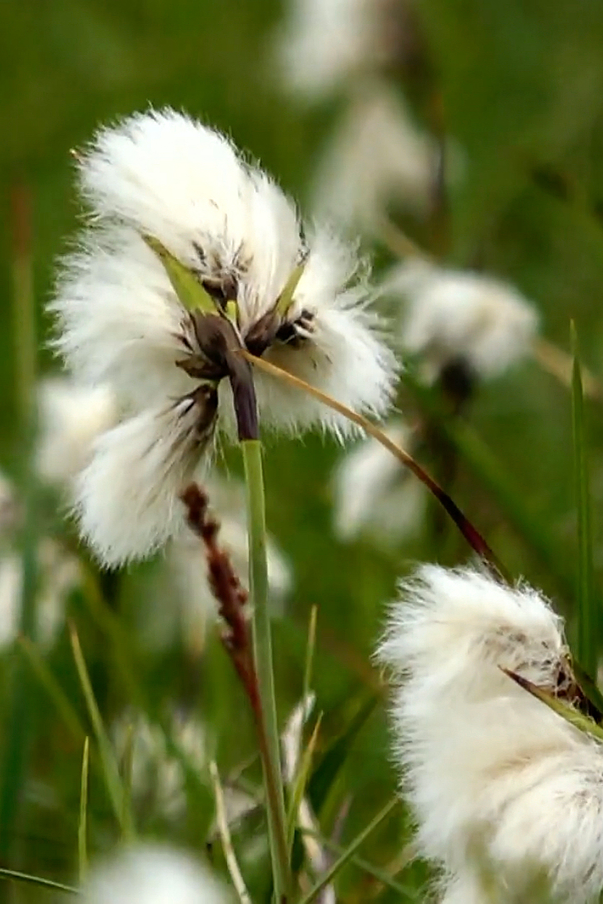 Eriophorum angustifolium - Wikipedia