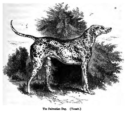 File:093. Dalmatian Dog.JPG