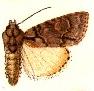 <i>Acronicta falcula</i> species of insect