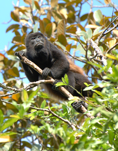 Alouatta Diet