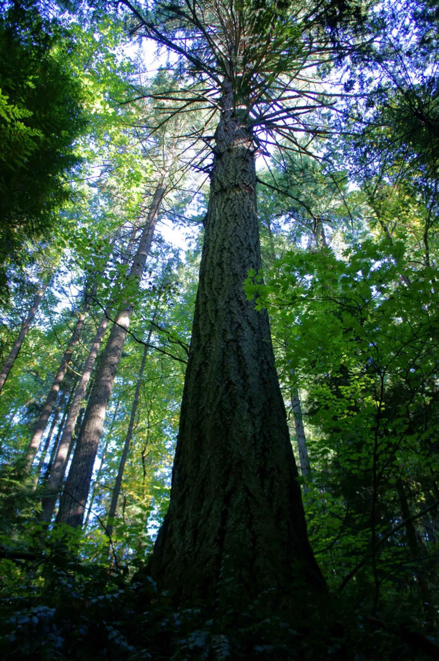 File:An old growth douglas fir towers in an old growth ...
 Douglas Fir Forest