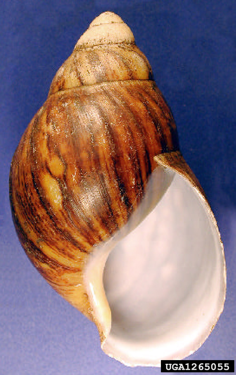 Archachatina Marginata Wikipedia