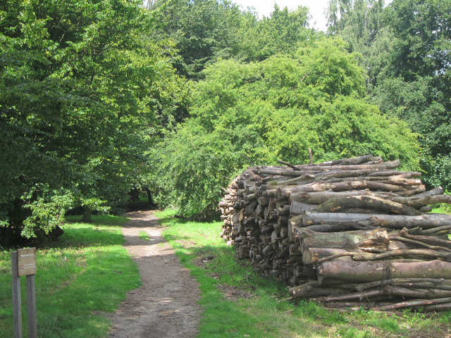 Ashenbank Wood - geograph.org.uk - 2523047