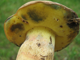 File:BOLETUS PSEUDOREGIUS Kallenbach.jpg