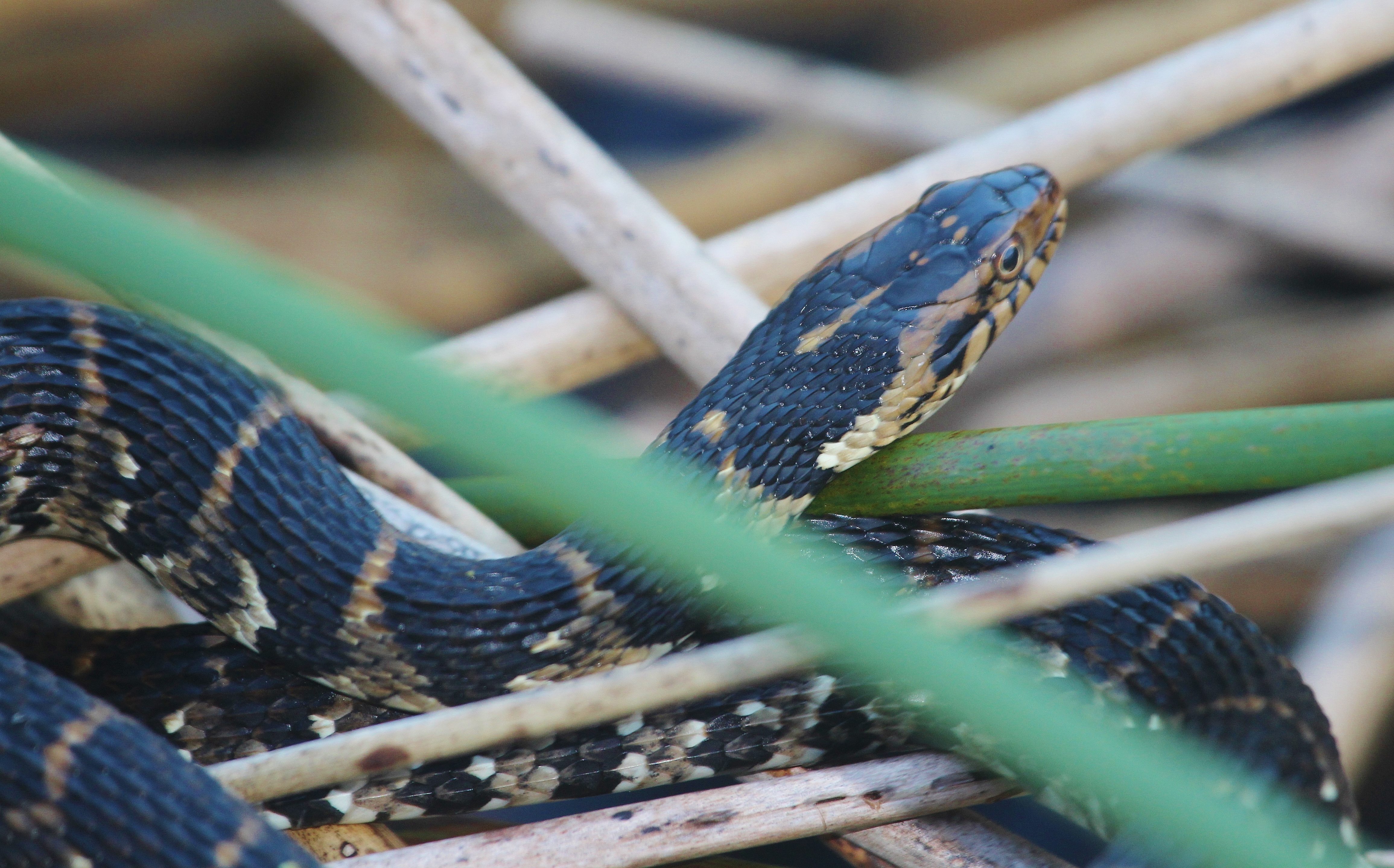 amphibious snakes