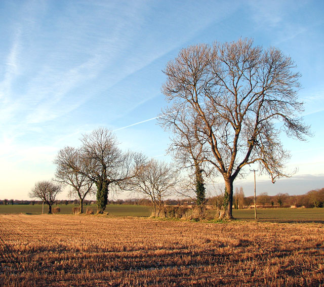 File:Bare trees on a field boundary - geograph.org.uk - 1110964.jpg